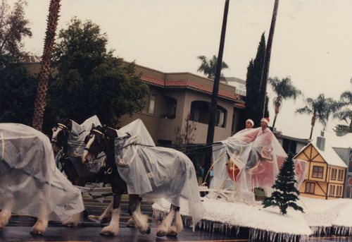 Budweiser Clydesdale horses and their drivers in the third annual Toys on Parade in Santa Ana, December 6, 1986