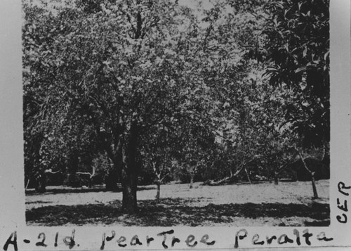 Pear tree, Peralta