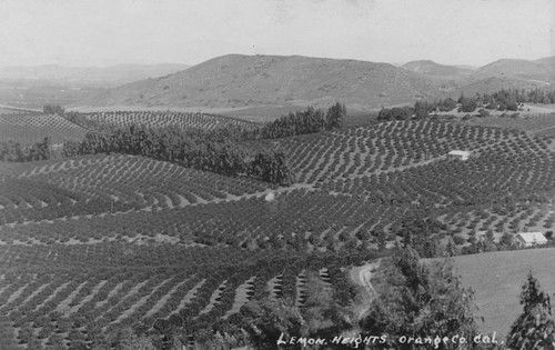 Lemon Heights, Citrus ranch owned by C. E. Utt and Sherman Stevens, northeast of Tustin, about 1910