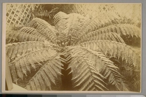 Free Fern. Ms. Dominicks place, Santa Barbara, Cal. April 21st, 1884