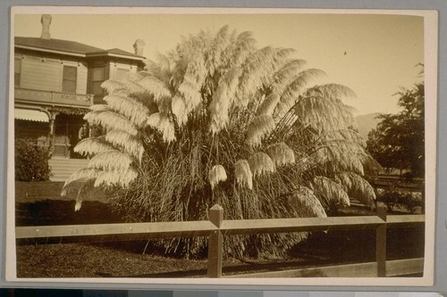 Pampas Grass, Santa Barbara, California, April 21st, 1884