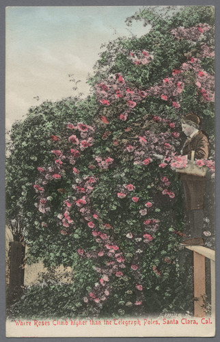 Postcard, Climbing Roses, Santa Clara, California, ca. 1900