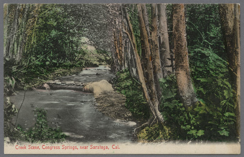 Postcard, Creek Scene, Congress Springs, near Saratoga, Calif., ca. 1900