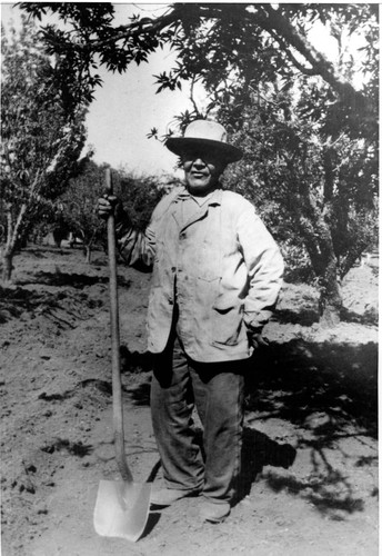 John Boholi, Last of Mission Santa Clara Indians, 1925 working on Mr. Burnett's ranch