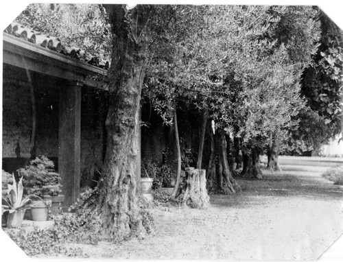 Mission olive trees and adobe wall