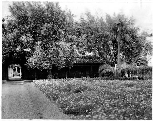 Adobe Wall amidst overgrowth