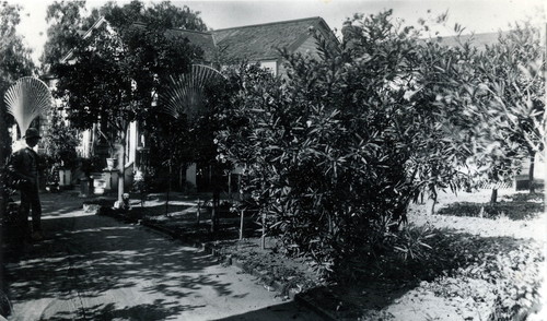 Edge of Nimock's garden with fan trellises