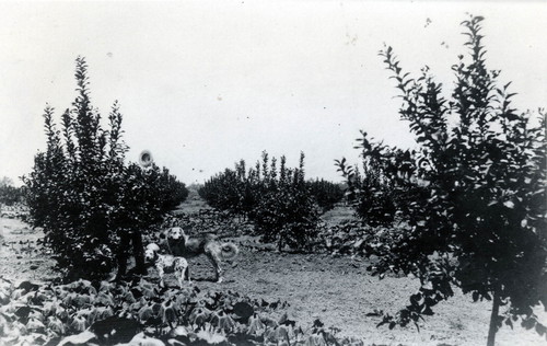 View of Nimock's lemon orchard