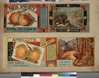 Album page with two apricot can labels