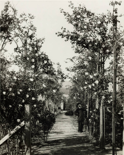 Standing in a road looking at very tall roses