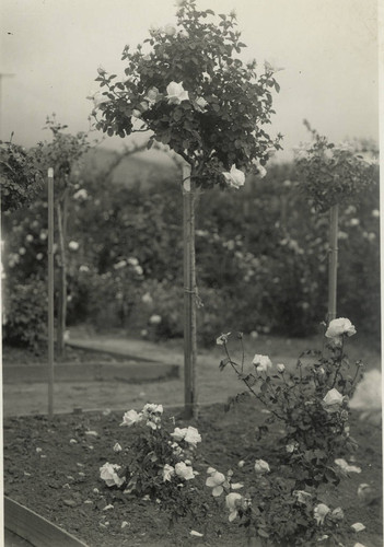 A small rose tree