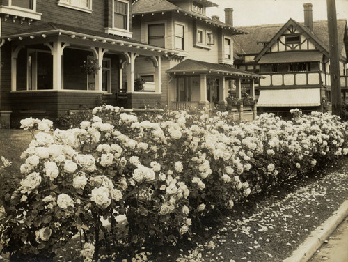 Front yard hedge