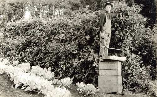 Father Schoener's Berry Garden