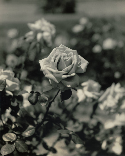 President Harding's rose