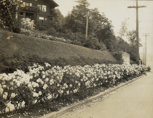 Parking strip hedge