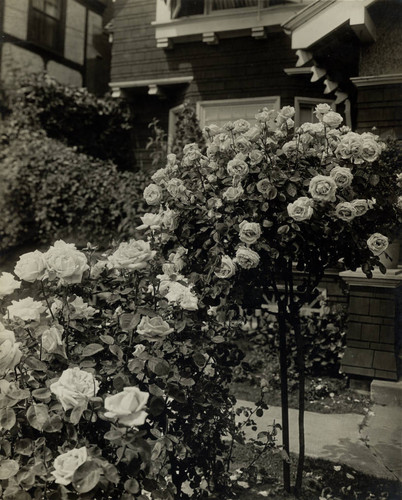 A bush and small rose tree