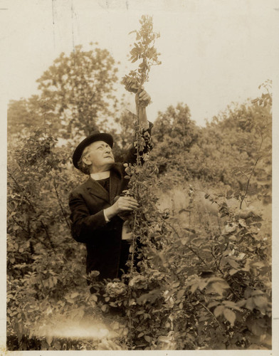 Checking on the roses