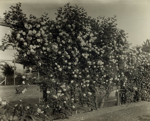 Tennis fence full of roses