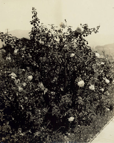 A close up of a rose bush hybid