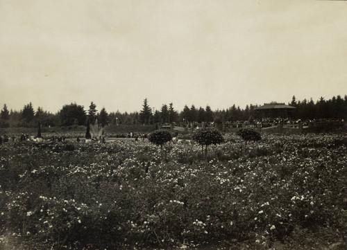 A field of roses