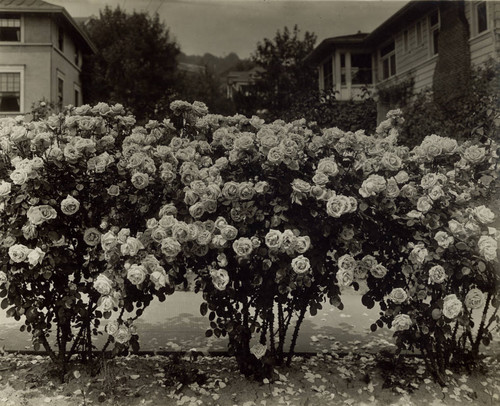 A large hedge of roses