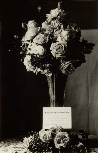 Un-named rose seedlings in a vase