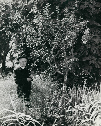 Father Schoener examines a citrus tree