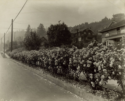 A large hedge