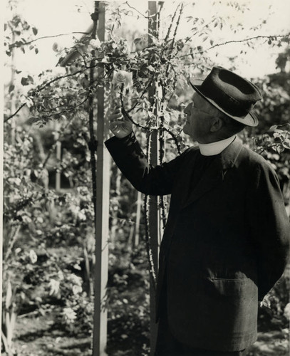 Observing a very tall rose