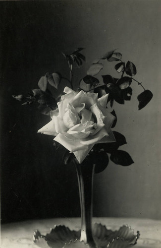 A single rose in a vase