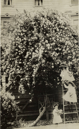 Children picking roses