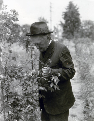 Father Schoener looks at a rose bush