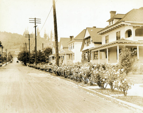 A street of roses