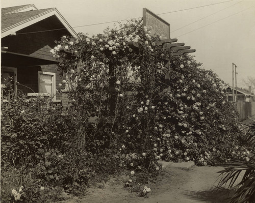 A close up of a trellis of roses