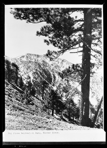 Large mountain slope with trees, showing large mountain in background, Big Pines, 1928