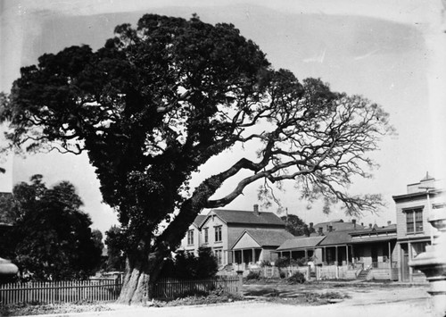 Oak tree [picture] : 5th and Clay [streets, Oakland]