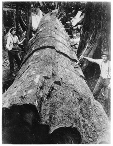 Loggers posing by a Washington red cedar, ca.1900