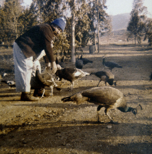 Joseph Varela Feeding the Peacocks