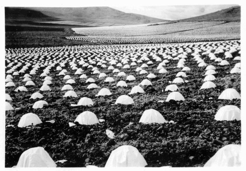 Mitsuyaki Uota farm in Ivanhoe, California, farm