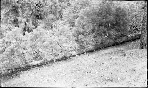 Young Giant Sequoias, lateral branches of young sequoia that probably leaned to the ground but maintained nourishment by roots stilll anchored in ground. Remarks: Junction of Mineral King Road and Redwood Meadow Trail