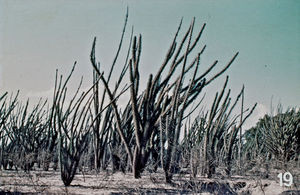 Missionens historie på Madagaskar. Kaktusplanter fra vestkysten af Madagaskar. Det meget varme klima i et malariaområde gjorde missionsarbejdet blandt Sakalav-folket yderst vanskeligt. Lysbilledserie nr. 392, 19