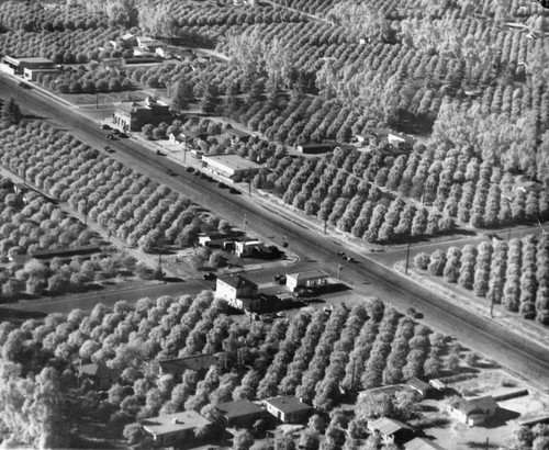 Aerial view of citrus groves, Anaheim [graphic]