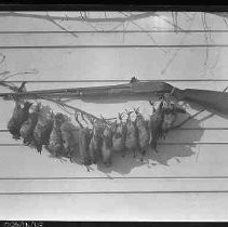 Dead game birds on a string with shotgun above