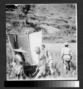 Rice threshers, Sichuan, China, ca.1900-1920