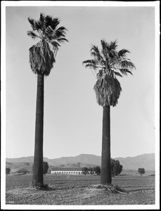 View of Mission San Fernando from two tall fan palm trees, ca.1895