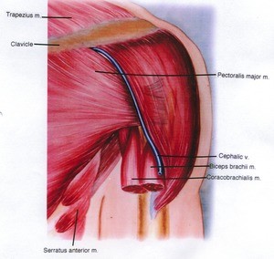 Illustration of the left shoulder, anterior view, showing major muscles and the cephalic vein
