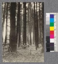 Secondgrowth Redwood Yield Study. Crescent City - plot #3. Stand of secondgrowth spruce 50 years old - 107 thousand board feet per acre. Oct. 1922