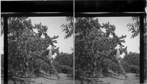 Picking Cherries - Girard Fruit Section. Pa