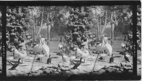 Pelicans, cormorants, storks and ibises in the royal aviary. Jaipur. India