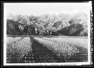 Banning Almond Orchards in bloom, showing Mount San Gorgonio in the background, March, 17, 1926